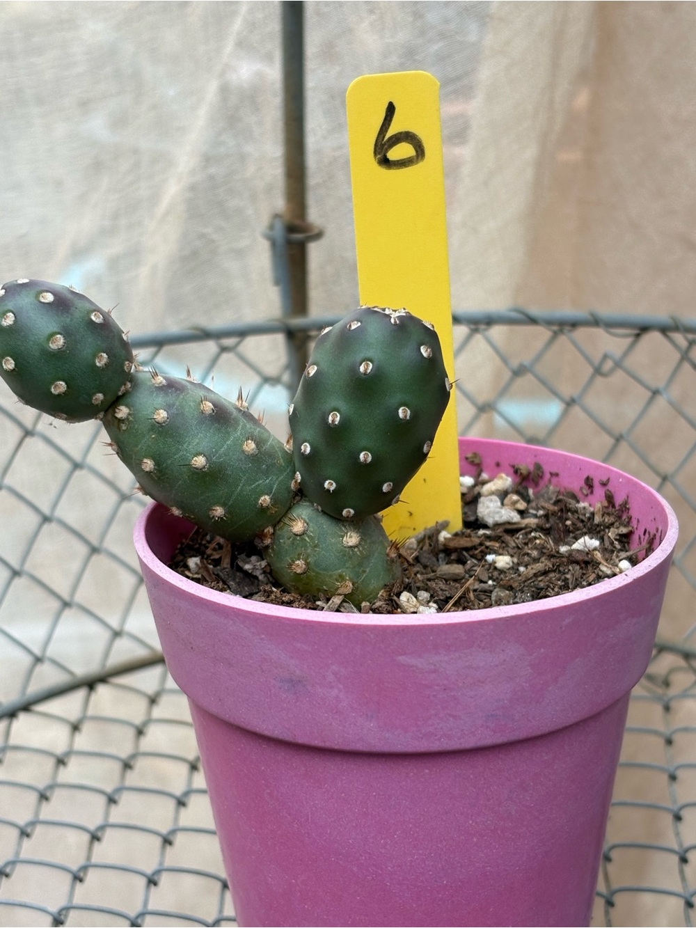 Unbranded Green Opuntia Cactus in Pink Planter